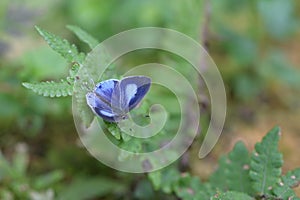 Butterfly from the Taiwan