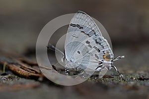 Butterfly from the Taiwan