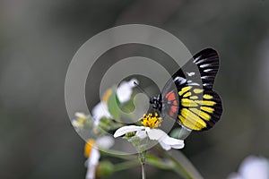 Butterfly photo