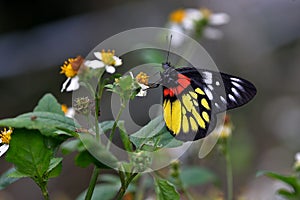 Butterfly photo