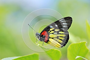 Taiwan Butterfly (Delias pasithoe curasena) on a Branches and leaves photo