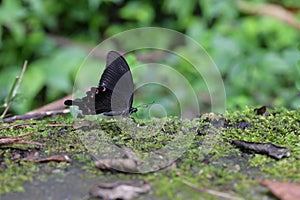 Butterfly from the Taiwan