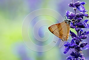 Butterfly photo