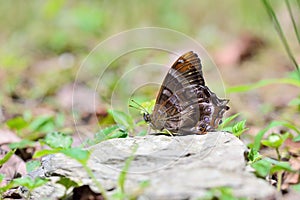 Butterfly photo