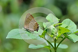 Butterfly photo