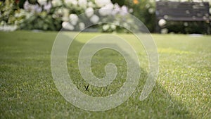 Butterfly takes off and lands on mowed lawn against backdrop of bushes.