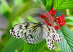Butterfly taking meal on flower