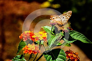 Butterfly taking nectar from small flowers performing epolimization process