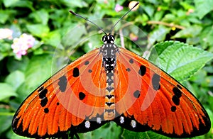 Butterfly - Tawny Costas Acraea violae