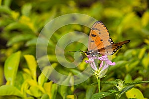 Butterfly Tawny Coster Acraea violae