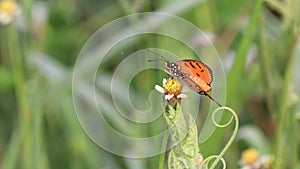 A butterfly, tawny coster, perched on a flower