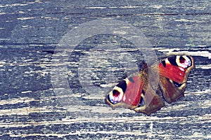 Butterfly on textured wooden surface