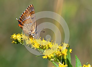 Butterfly - Thecla betulae