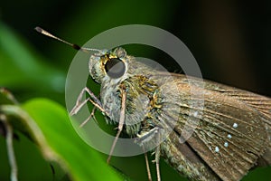 Butterfly on thed leaf
