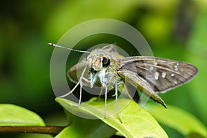 Butterfly on thed leaf.