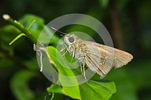 Butterfly on thed leaf.