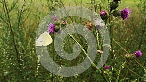 Butterfly on thistle blossom