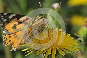 butterfly thistle or burdock sits on a dandelion flower scattering