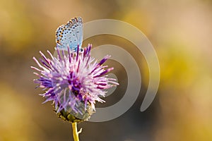 Butterfly on Thistle Flower in bloom in the field