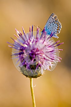 Butterfly on Thistle Flower in bloom in the field