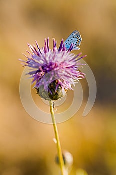 Butterfly on Thistle Flower in bloom in the field