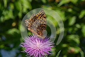 Butterfly and Thistle