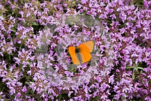 Butterfly on thyme flowers