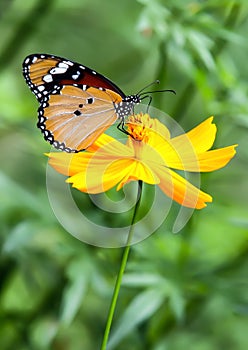 Butterfly tiger island yellow flower