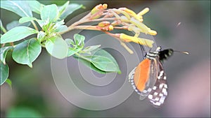 Butterfly Tiger Longwing on flower