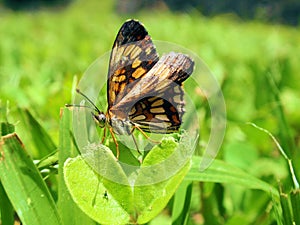 Butterfly in Tikal