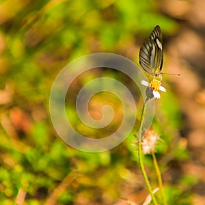 Butterfly on TIny Daisy