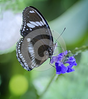 Butterfly on Tiny Flower