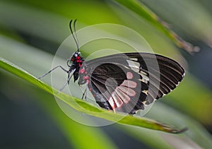 Butterfly on Tiny Flower