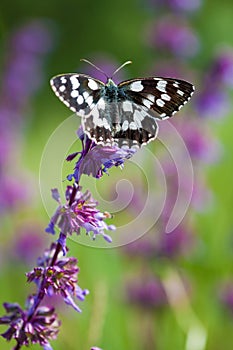 Butterfly (Tirumala hamata orientalis)