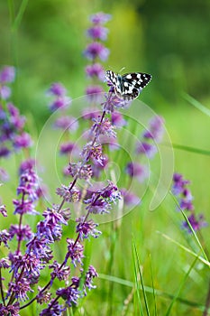 Butterfly (Tirumala hamata orientalis)