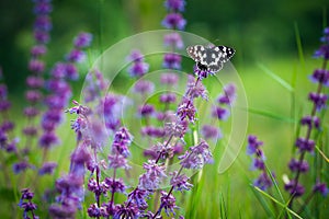 Butterfly (Tirumala hamata orientalis)