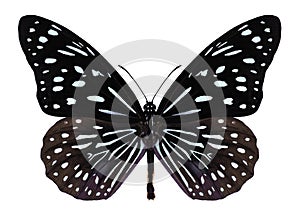 Butterfly Tirumala septentrionis