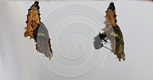Butterfly is about to emerge from its chrysalis, Leopard Lacewing Butterfly on white background, Cethosia cyane euanthes