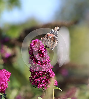 Butterfly on top of a flower bouquet