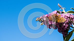 butterfly on the top of purple flower against a blue sky