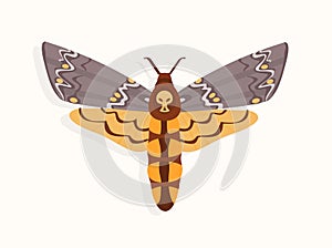 Butterfly top view vector concept
