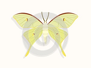 Butterfly top view vector concept