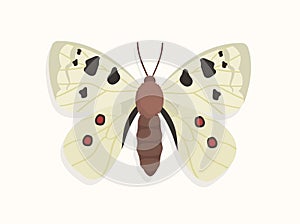 Butterfly top view vector concept