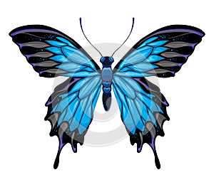 Butterfly top view, vector isolated animal