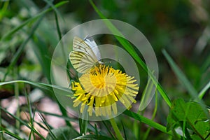 Butterfly on top of a yellow dandelion