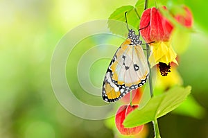 Butterfly on trailing abutilon flower