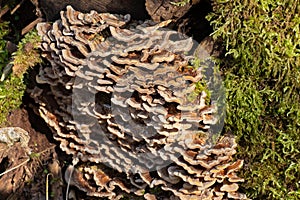 Butterfly tramete and moss on a tree trunk, also known as Trametes versicolor, Coriolus versicolor, Polyporus versicolor or