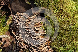 Butterfly tramete and moss on a tree trunk, also known as Trametes versicolor, Coriolus versicolor, Polyporus versicolor or