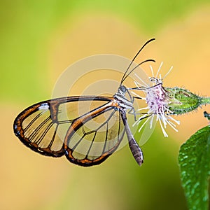 Butterfly with transparent `glass` wings Greta oto closeup sitting and drinking nectar photo