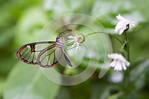 Butterfly with transparent wings